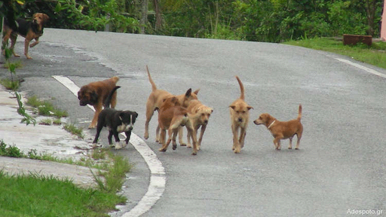 Μαυροβούνιο: Μια φιλόζωη γυναίκα κινδυνεύει να φυλακιστεί επειδή τάιζε αδέσποτα σκυλιά