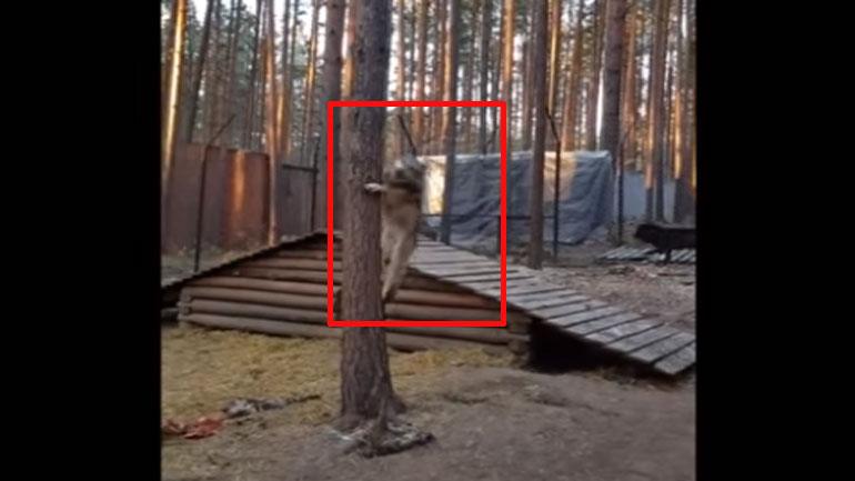 Το «παρκούρ» ενός λύκου μέσα στο δάσος Το «παρκούρ» ενός λύκου μέσα στο δάσος