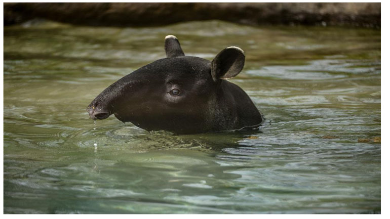 Λονδίνο: Πυρκαγιά σε ζωολογικό κήπο Λονδίνο: Πυρκαγιά σε ζωολογικό κήπο