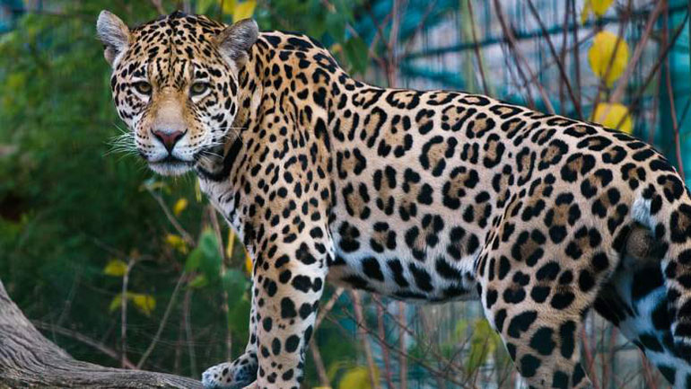 Μυστήρια υπόθεση στο Αττικό Ζωολογικό Πάρκο: Φροντιστές εκτέλεσαν δυο ιαγουάρους