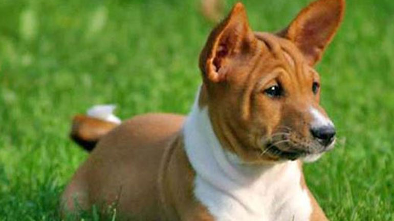 Εσύ το ήξερες ότι υπάρχει σκύλος που δεν γαβγίζει;