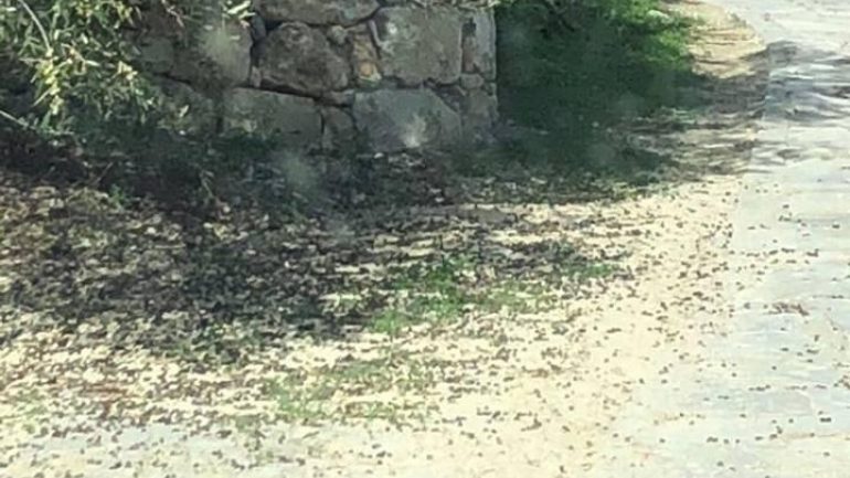 Κρήτη: Βιβλική καταστροφή από χαλαζόπτωση