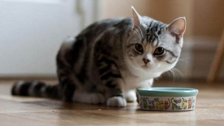 Με αυτόν τον εκπληκτικό τρόπο θα καταλάβεις τη διάθεση της γάτας σου