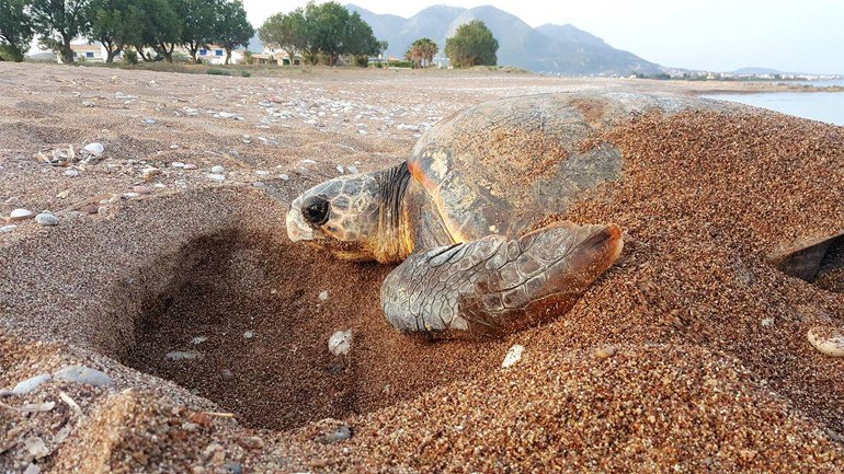 Αριθμός ρεκόρ φέτος  για τις φωλιές της Caretta Caretta στις παραλίες της Ζακύνθου