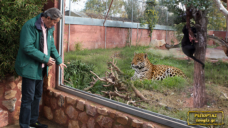 Γιατί σκότωσαν τους ιαγουάρους