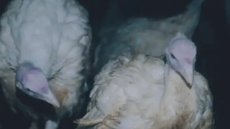 Βρετανία: Βίντεο με «τρομακτικά παραμορφωμένες» γαλοπούλες σε φάρμα εκτροφής