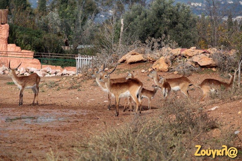 Όλα ξεκίνησαν από την 'απόδραση' μιας αντιλόπης