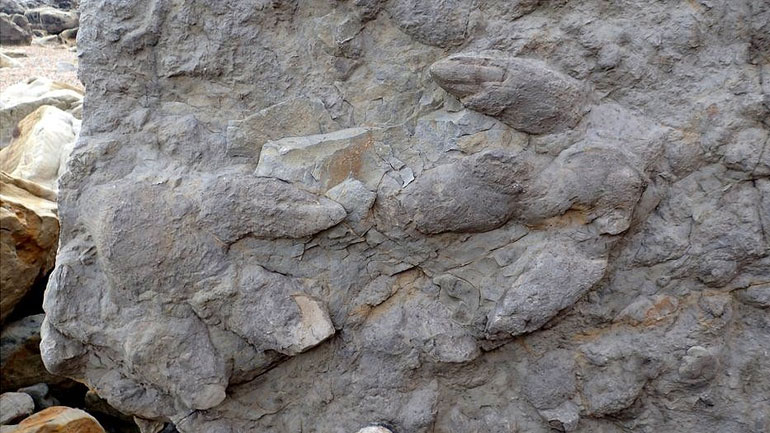 Ανακαλύφθηκαν στη Βρετανία 85 καλοδιατηρημένες πατημασιές δεινοσαύρων