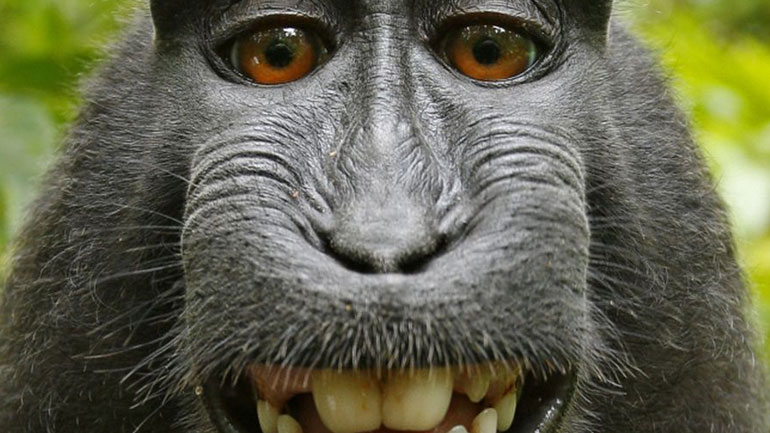 Τα παράξενα στις ΗΠΑ: Η σέλφι της μαϊμούς, o οίκος ανοχής με ρομπότ-κούκλες και η περίεργη εκλογική νίκη