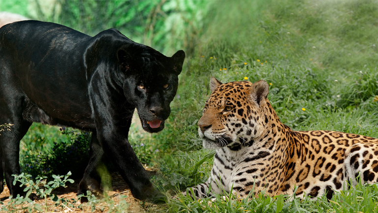 Η Jenny και ο Spotty, οι δύο ιαγουάροι του Πάρκου που κρίθηκε σκόπιμο να θανατωθούν, όταν βρέθηκαν εκτός του χώρου φύλαξής τους