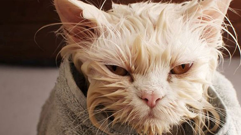 Γιατί η γάτα σου μισεί το μπάνιο;