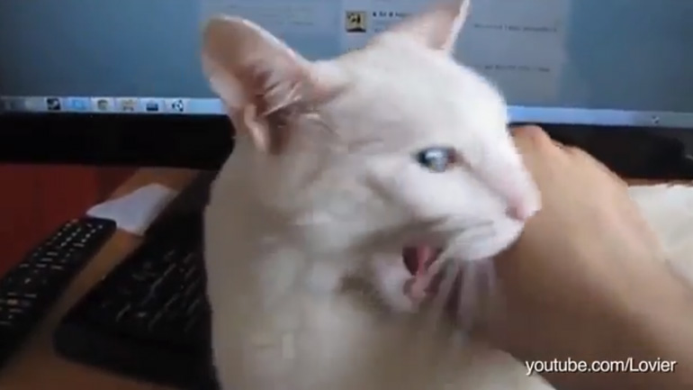 Γάτες νταήδες