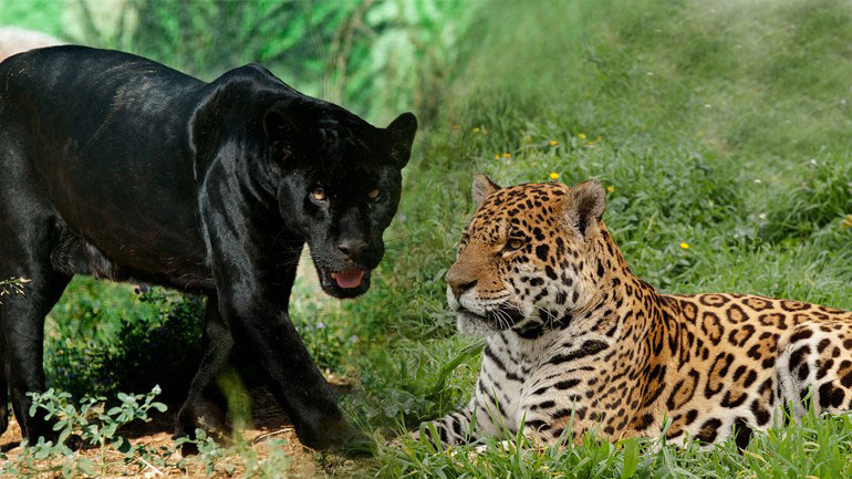 Φουντώνει η κόντρα μεταξύ των φιλόζωων και του Αττικού Ζωολογικού Πάρκου για τους ιαγουάρους