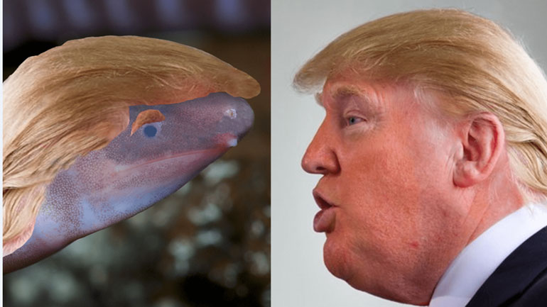 Αμφίβιο που θάβει το κεφάλι του στην άμμο βαφτίστηκε… Ντόναλντ Τραμπ!