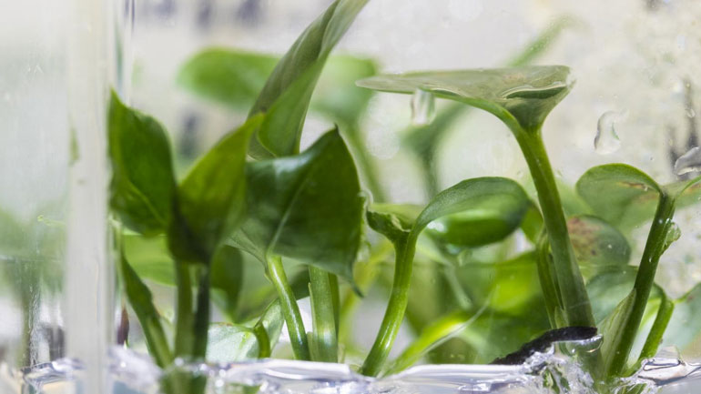 Αυτό είναι το πρώτο τροποποιημένο φυτό που καθαρίζει τον αέρα του δωματίου από καρκινογόνες ουσίες