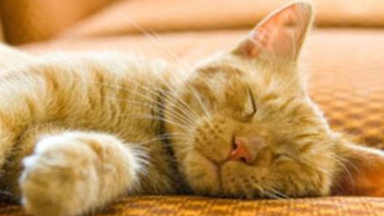 Πώς θα φροντίσετε μια ηλικιωμένη γάτα