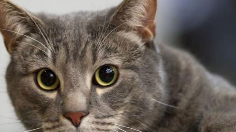 Ρώσοι επιστήμονες δημιουργούν εμβόλιο για την αλλεργία στις γάτες