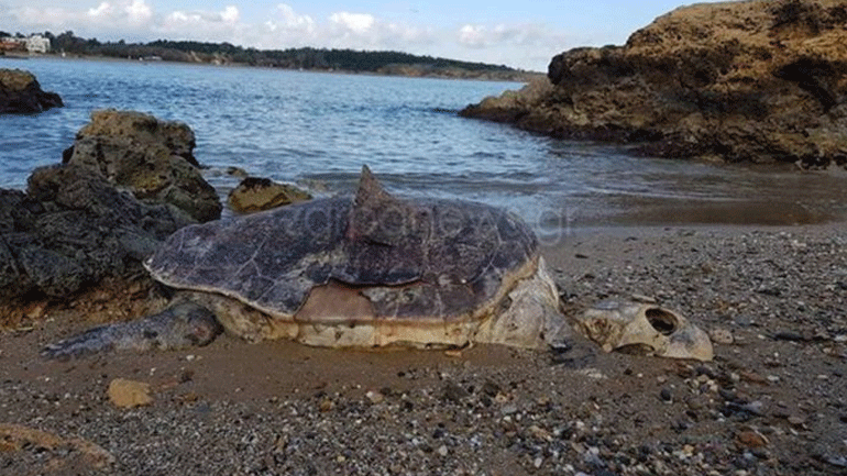 Νεκρή χελώνα καρέτα-καρέτα σε παραλία των Χανίων