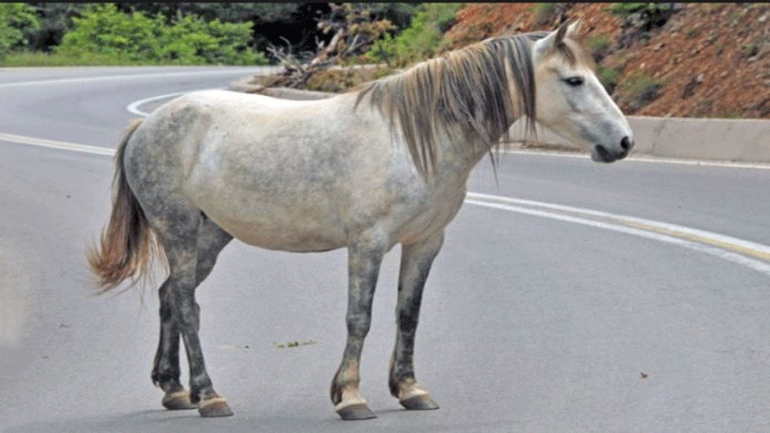 Άλογο βγήκε… τσάρκα στην εθνική οδό