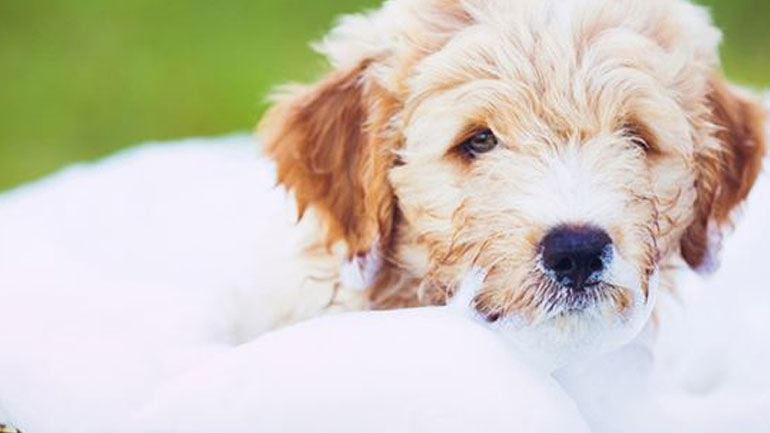 Πώς θα κάνεις το μικρόσωμο σκυλάκι σου να αγαπήσει το μπάνιο