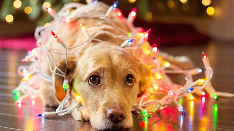 Πολύτιμες συμβουλές για όμορφα Χριστούγεννα με το σκυλί στο σπίτι