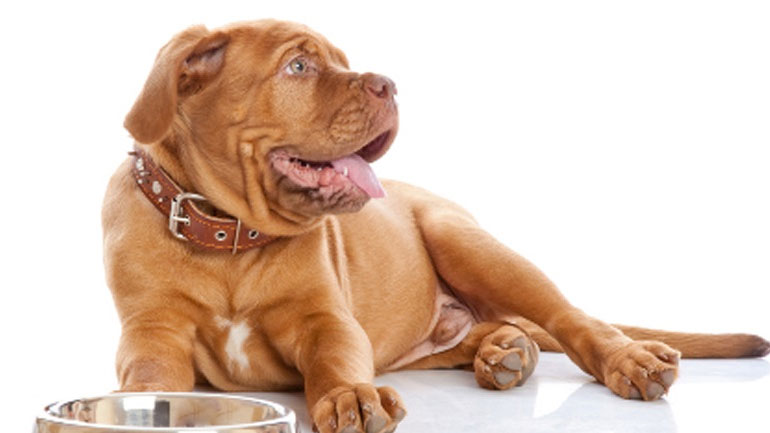 Ποιες είναι οι νέες τάσεις στη διατροφή του σκύλου;