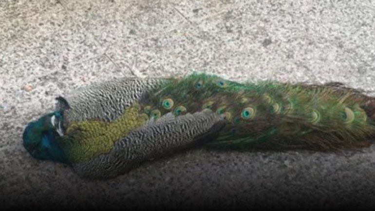 Δηλητηρίασαν τον Κυριάκο, το παγώνι – μασκότ της Αμφιλοχίας