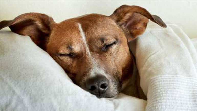 Πώς θα καταλάβετε ότι ο σκύλος σας κρυώνει;