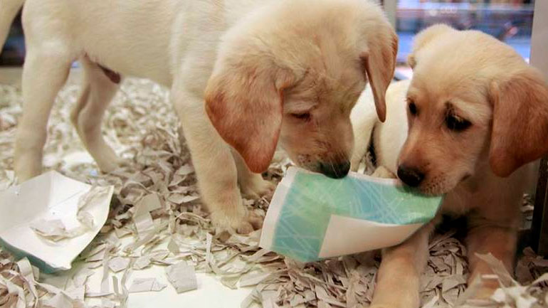 Βρετανία: Μέτρο της κυβέρνησης για την απαγόρευση πώλησης σκύλων και γάτων στα pet shops