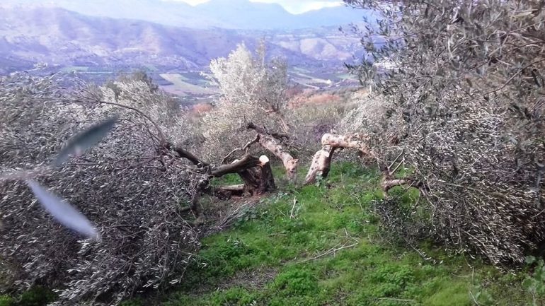 Του έκοψαν περισσότερες από 100 ρίζες ελιές
