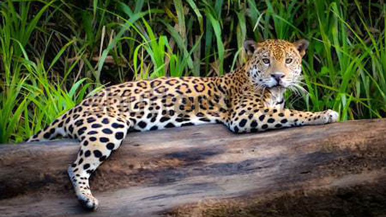 Συγκέντρωση διαμαρτυρίας στο Αττικό Ζωολογικό Πάρκο διοργανώνουν οι φιλοζώοι Συγκέντρωση διαμαρτυρίας στο Αττικό Ζωολογικό Πάρκο διοργανώνουν οι φιλοζώοι