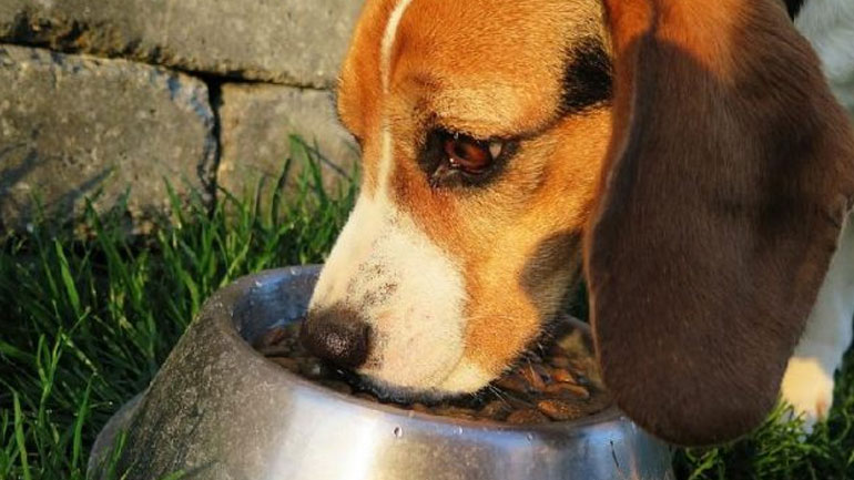 Κατάσχεση δύο τόνων ακατάλληλων τροφών για κατοικίδια