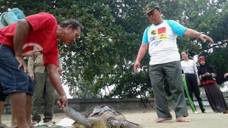 Ινδονησία: Εθελοντές διέσωσαν δεκάδες θαλάσσιες χελώνες που είχαν ξεβραστεί στη στεριά μετά το πρόσφατο τσουνάμι