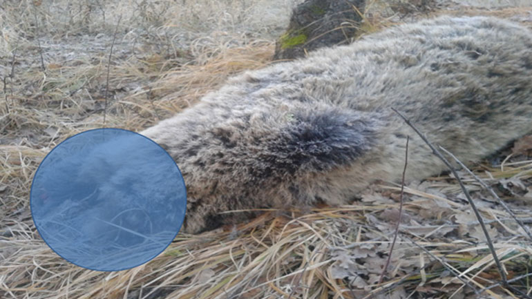 Κοζάνη: Αρκούδα βρέθηκε δηλητηριασμένη και ακρωτηριασμένη στο Πυλωρί