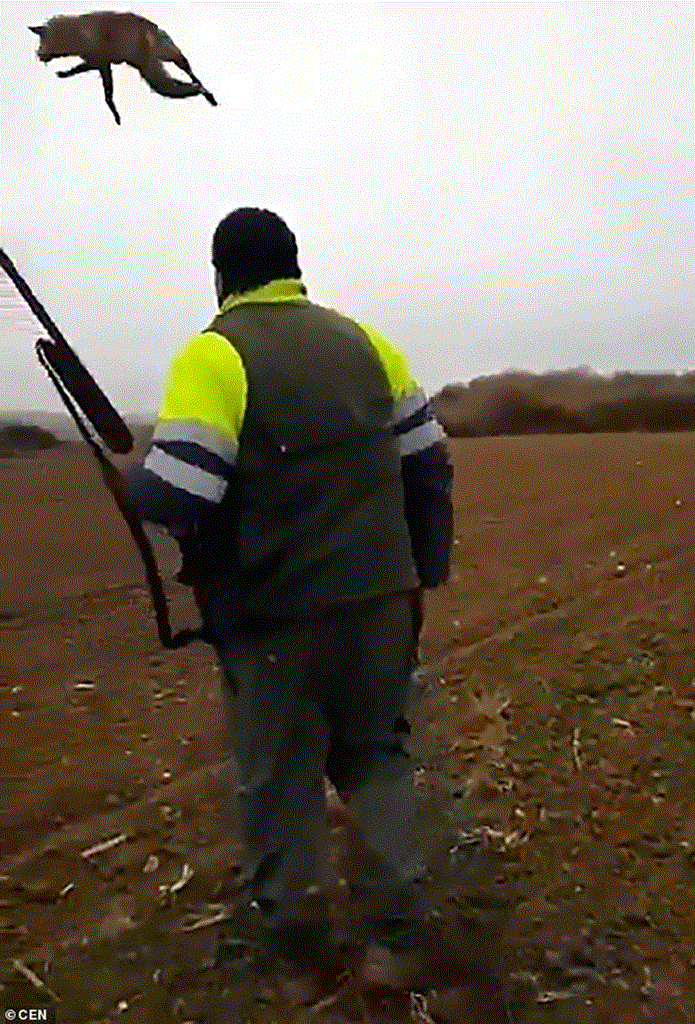 Η στιγμή που ο άνδρας πετά στον αέρα την αλεπού