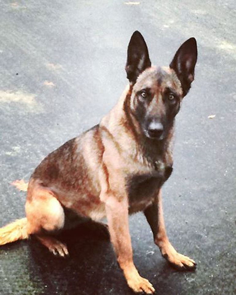 Ο αστυνομικός σκύλος