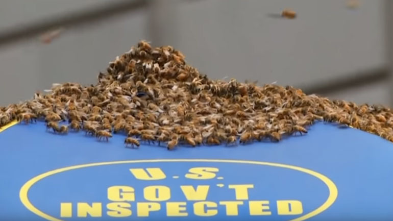 Οι πιο περίεργες ιστορίες του 2018 στην Αμερική