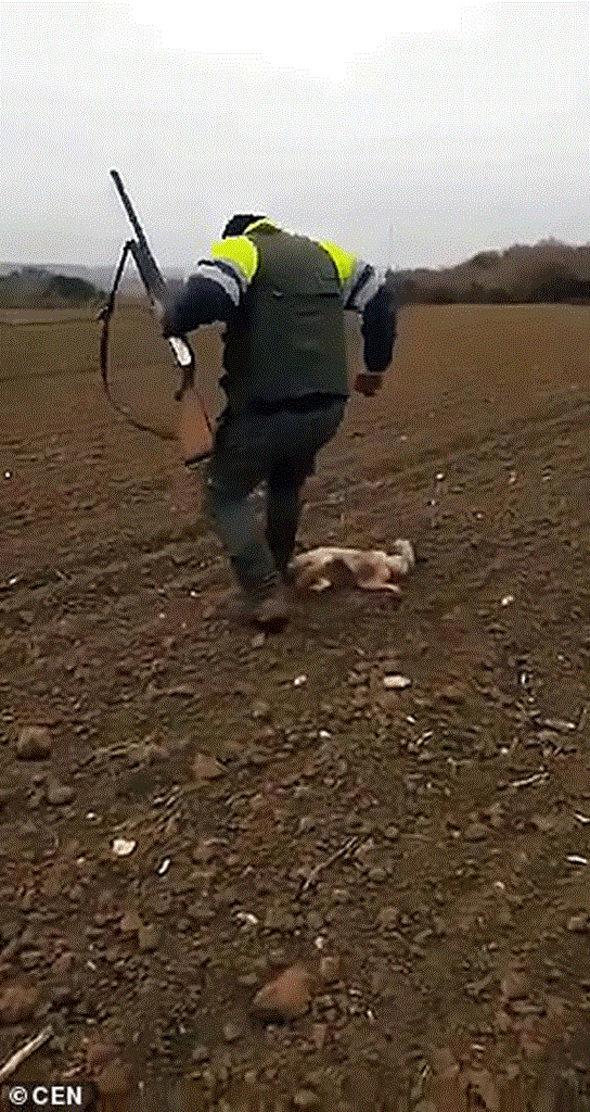 Ο κυνηγός φαίνεται να χτυπά με το πόδι του το κεφάλι του ζώου