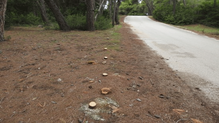 Ηλεία: Άγνωστοι κατέστρεψαν ξύλινους πασσάλους στο Εθνικό Πάρκο Υγροτόπων Κοτυχίου