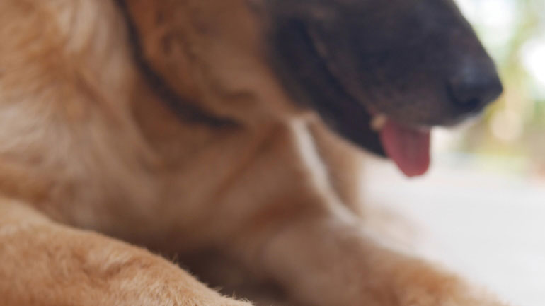 Θανάτωσαν σκύλο στο Μεσολόγγι – Αναζητούνται οι δράστες