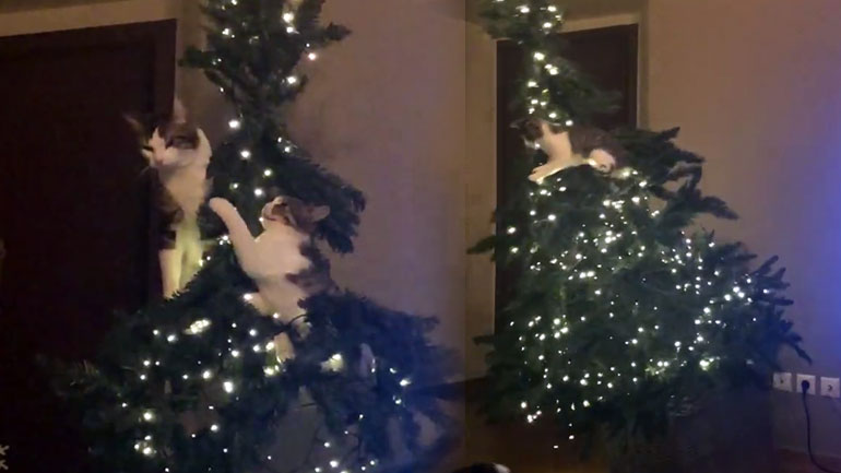 Γατιά τσακώνονται πάνω στο χριστουγεννιάτικο δέντρο μέχρι που…