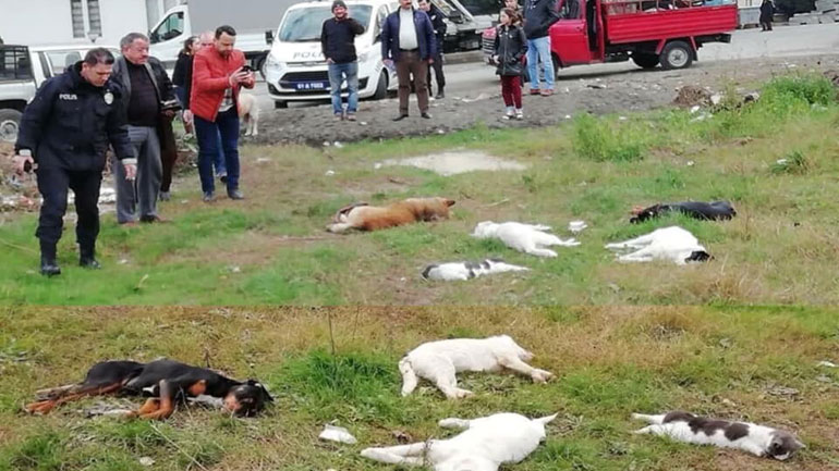 Τραπεζούντα: Κάποιοι υποδέχτηκαν το 2019 με μαζικές δηλητηριάσεις αδέσποτων ζώων