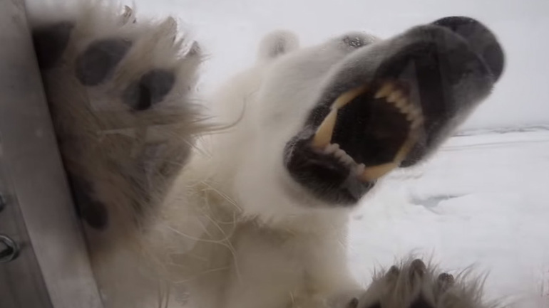 Λευκή αρκούδα προσπαθεί να επιτεθεί σε άνθρωπο