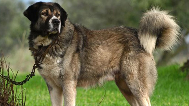 Επτά «υπερκινητικές» φυλές σκύλων