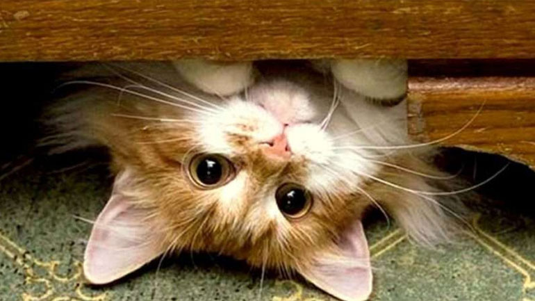 Πέντε νιαουρίσματα και τι σημαίνουν;