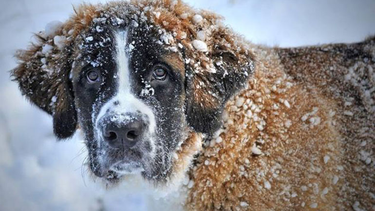 Έκκληση του Φιλοζωικού Συλλόγου Φθιώτιδας