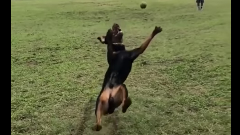 Fail: Σκύλος προσπαθεί να πιάσει ένα μπαλάκι