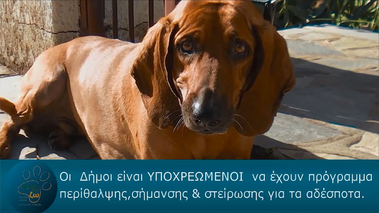 «Οι δήμοι είναι υποχρεωμένοι από τον νόμο να φροντίζουν για τα αδέσποτα»