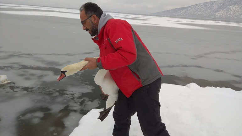 Εγκλωβισμένα πουλιά στην παγωμένη λίμνη της Καστοριάς σώζουν εθελοντές
