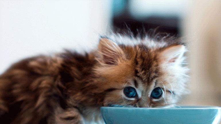 Επτά πράγματα που πρέπει να γνωρίζεις αν βρήκες ένα εγκαταλελειμμένο γατάκι